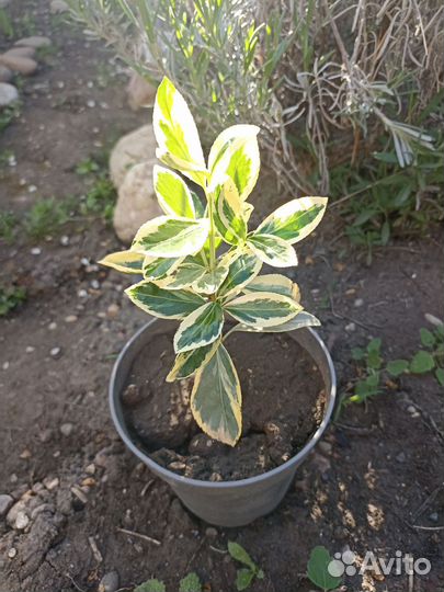 Садовые растения