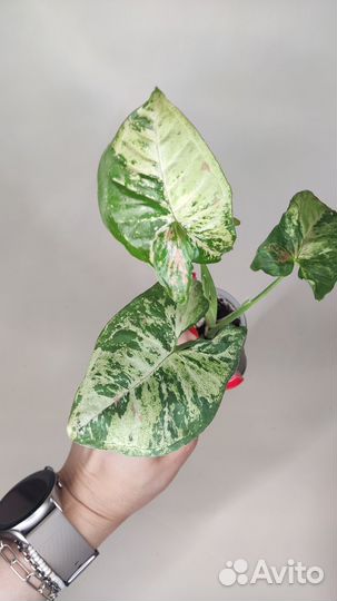 Сингониум конфетти триколор