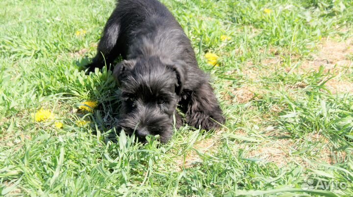Окрас черный Щен