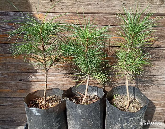 Кедр саженец высотой 25-28 см