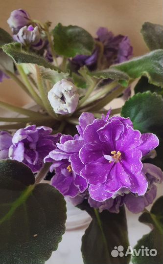 Фиалка лф - Ледяной Дождь