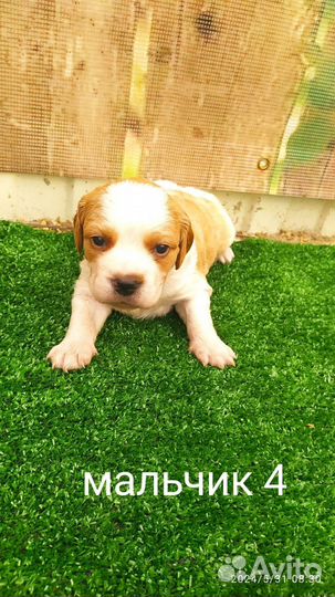 Продаю щенков бретонский эпаньоль