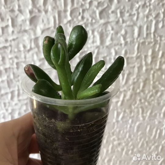 Крассула хоббит