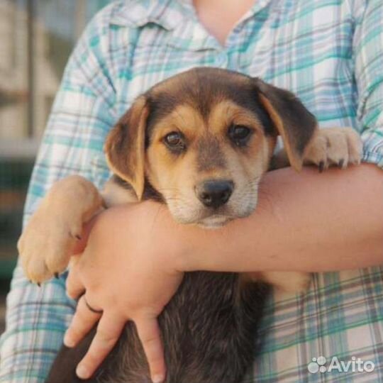 Щенок бигль метис в добрые руки
