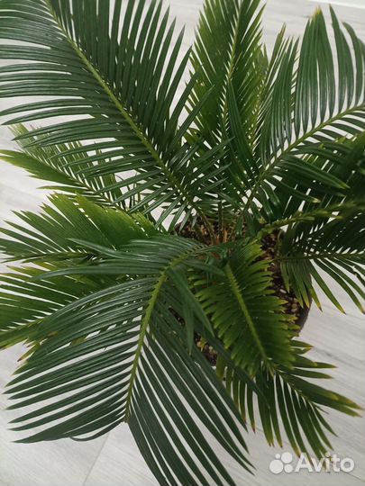 Цикас революта