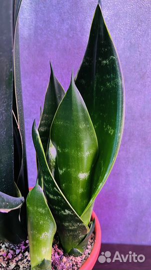 Сансевиерия Даймонд Флейм