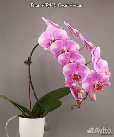 Орхидея Phal. ARK'S Good Fortune