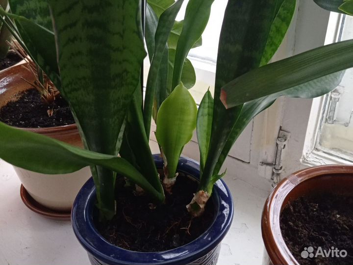 Фикус каучуконосный большой