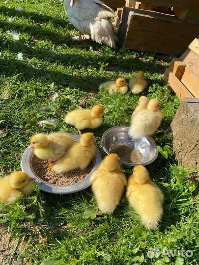 Утята индоутки, кролики