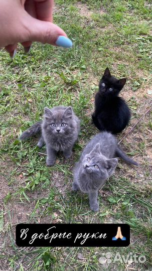 Котята в добрые руки 1,5 мес