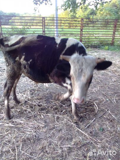 Телята бычки