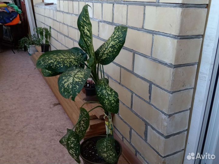 Диффенбахия