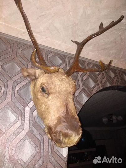 Чучело головы оленя