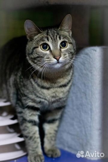 Котик Васелек