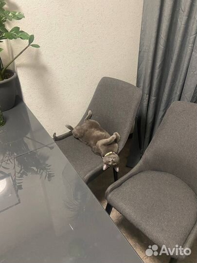 Соблазнительная кошка Мусильда (Русская голубая)