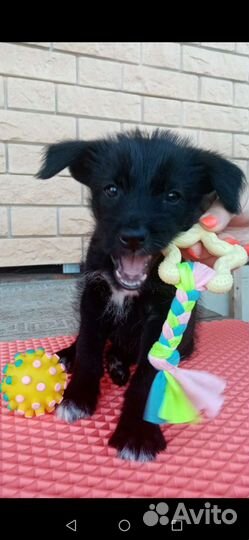 Щенок в добрые руки бесплатно