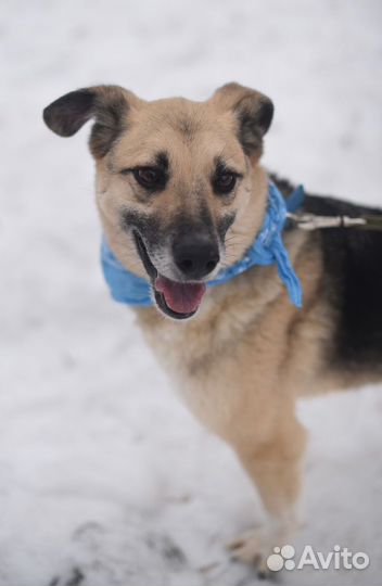 Собака-улыбака в добрые руки