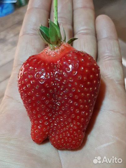 Клубника ремонтантная урожайная