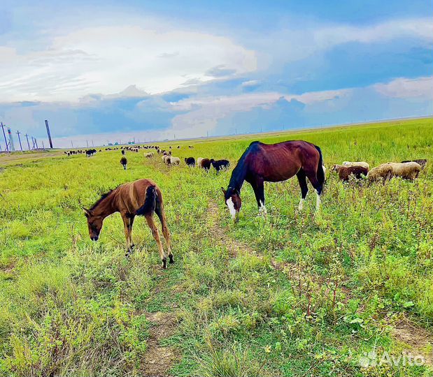 Кобыла с жеребенком обученная в круг
