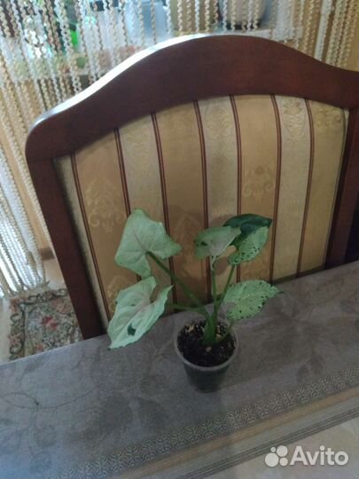 Комнатные растения