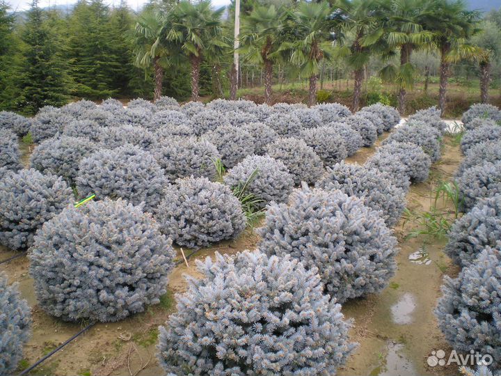 Ель Глаука Глобоза