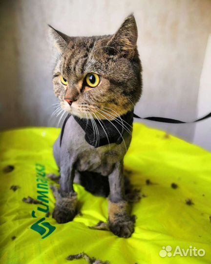 Стрижка котов и кошек. Выезд