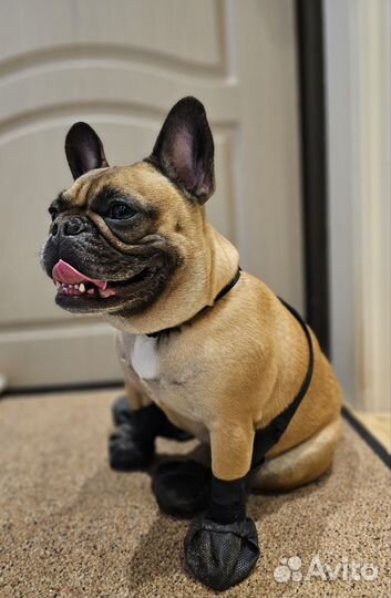 Товары для животных собак