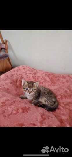 Котенок девочка в добрые руки