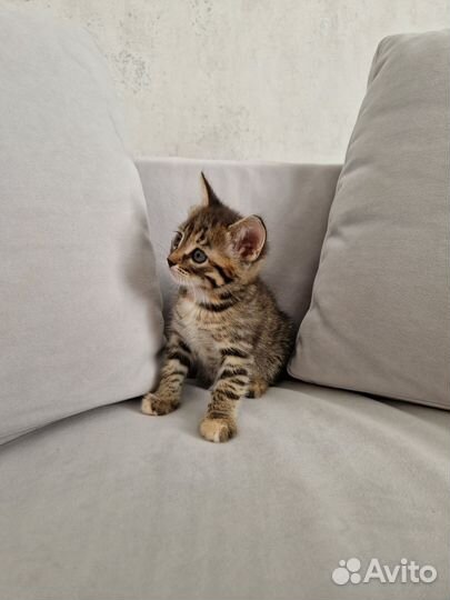 Котята в добрые руки бесплатно