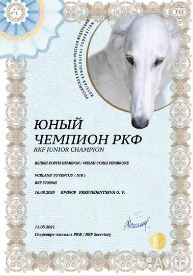 Щенки вельш-корги пемброк