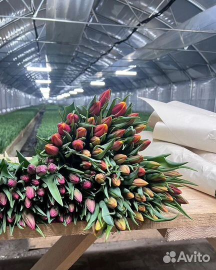 Тюльпаны к 8марта Опт