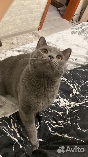 Отдам кота в хорошие руки