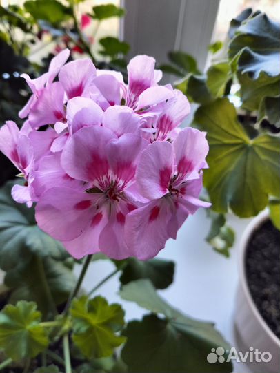 Пеларгония сортовая