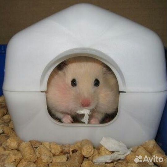 Сирийские хомячки