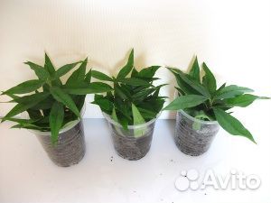 Мирт персидский, боэтика, компакта