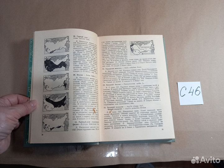 Птицы лесов и гор СССР. Полевой определитель Кузне