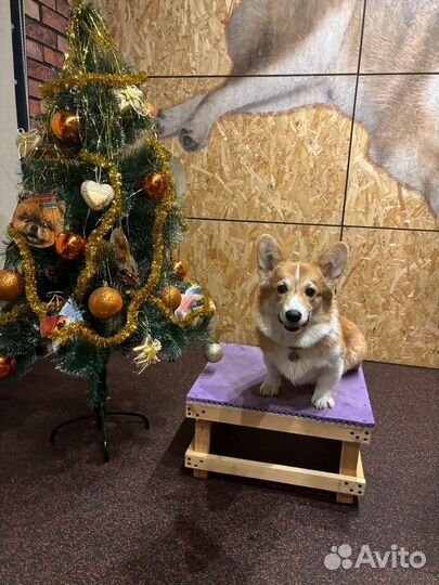 Дрессировка собак всех пород. Курс воспитания