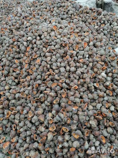 Морская Ракушка рапана