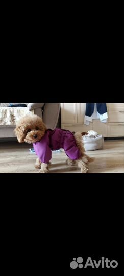 Комбинезон для маленькой собаки