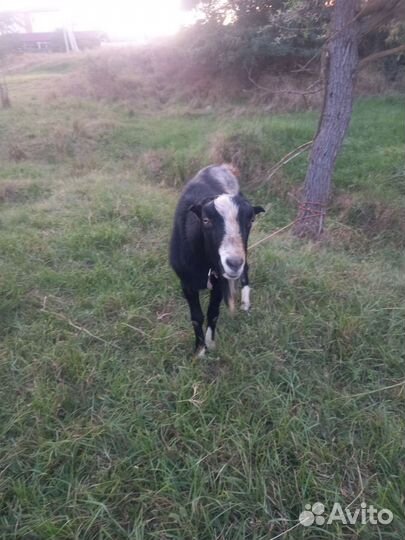 Козел ламанча