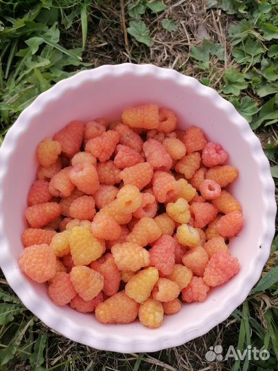 Саженцы желтой малины и ягоды