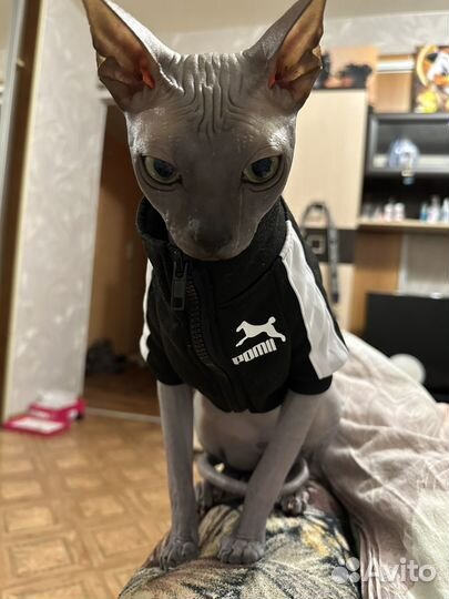 Канадский сфинкс вязка