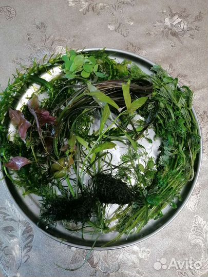 Прополка аквариума