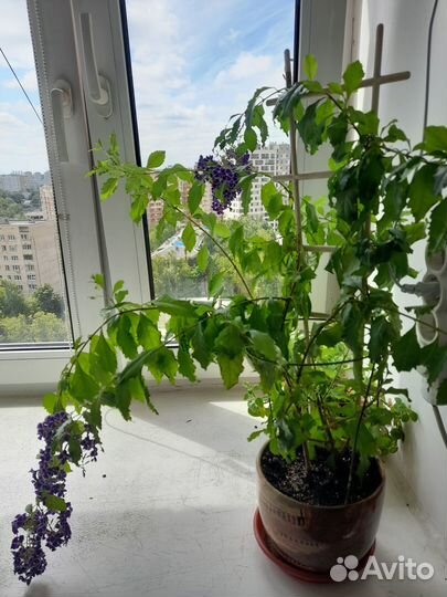 Комнатные растения