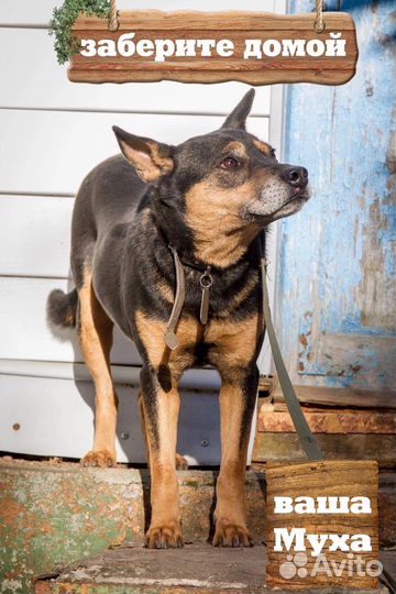 Собака в добрые руки