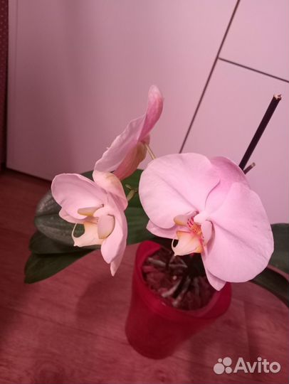 Орхидея фаленопсис