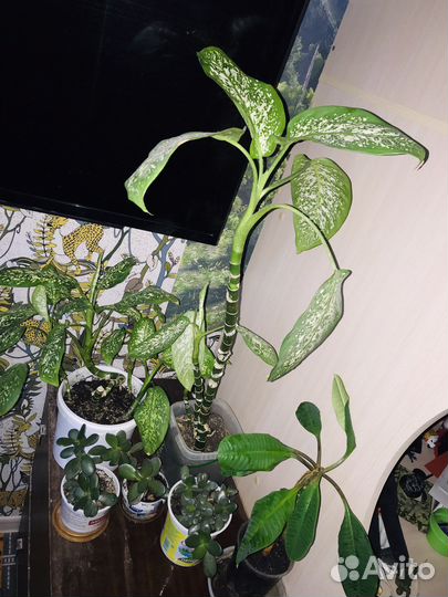 Диффенбахия крассула хлорофитум