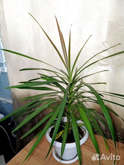 Пальма драцена