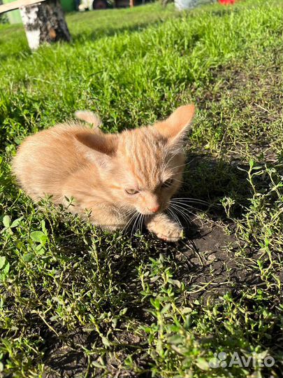 Котята