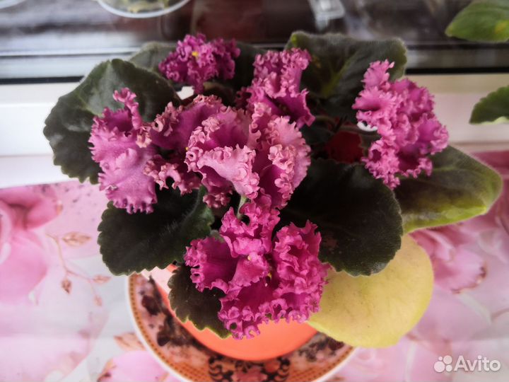 Фиалка сортовая цветущая в горшке махровая